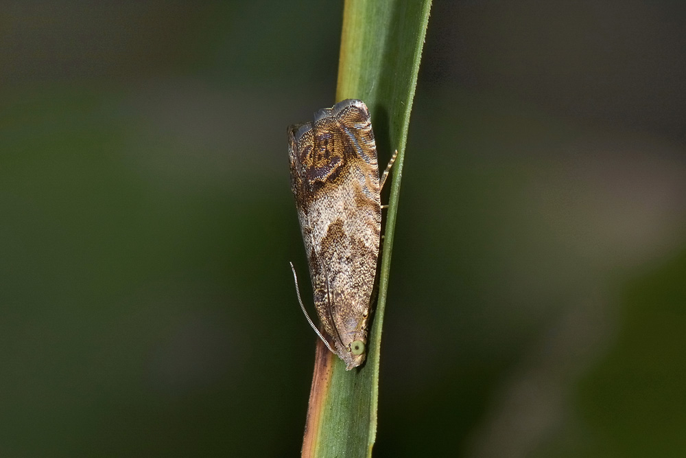 Pammene sp.? No, Cydia splendana